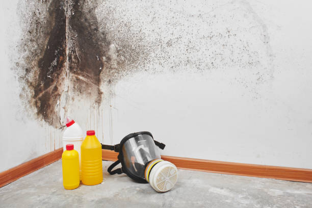 Best Commercial Mold Removal  in Greenville, MS