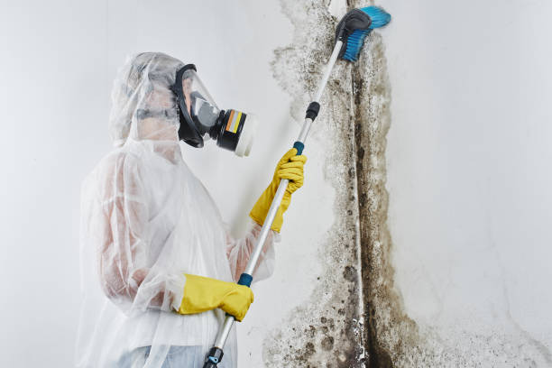 Best Black Mold Removal  in Greenville, MS