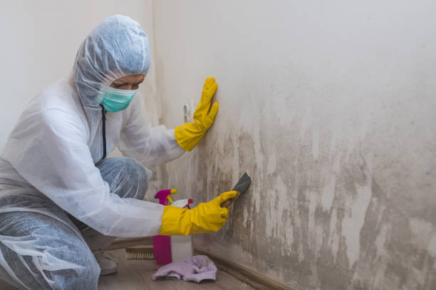 Best Home Mold Removal  in Greenville, MS