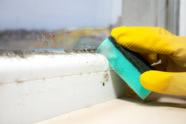 Best Crawl Space Mold Removal  in Greenville, MS
