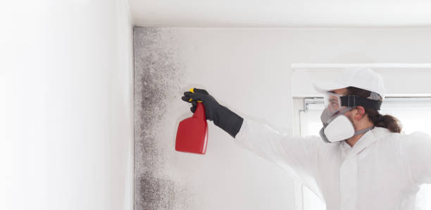 Best Affordable Mold Removal  in Greenville, MS