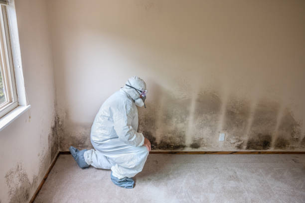Best Home Mold Removal  in Greenville, MS