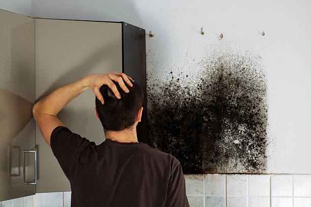 Mold Testing and Removal in Greenville, MS