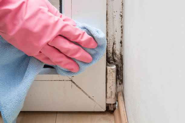 Best Mold Testing  in Greenville, MS