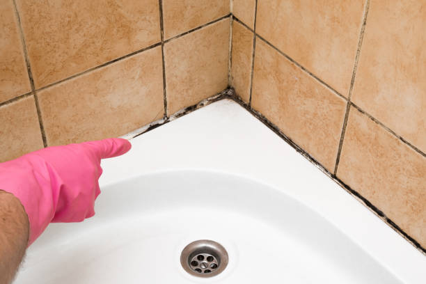 Best Attic Mold Removal  in Greenville, MS
